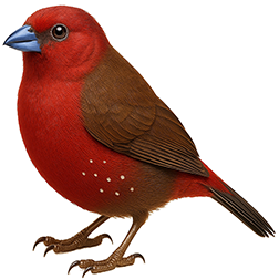 Blue-billed Firefinch